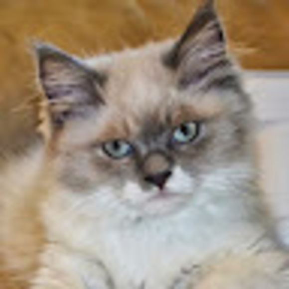 Meet your Posher, Sue - Picture 1 of 1